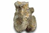Fossil Synapsid (Dimetrodon) Vertebra - Texas #251364-1